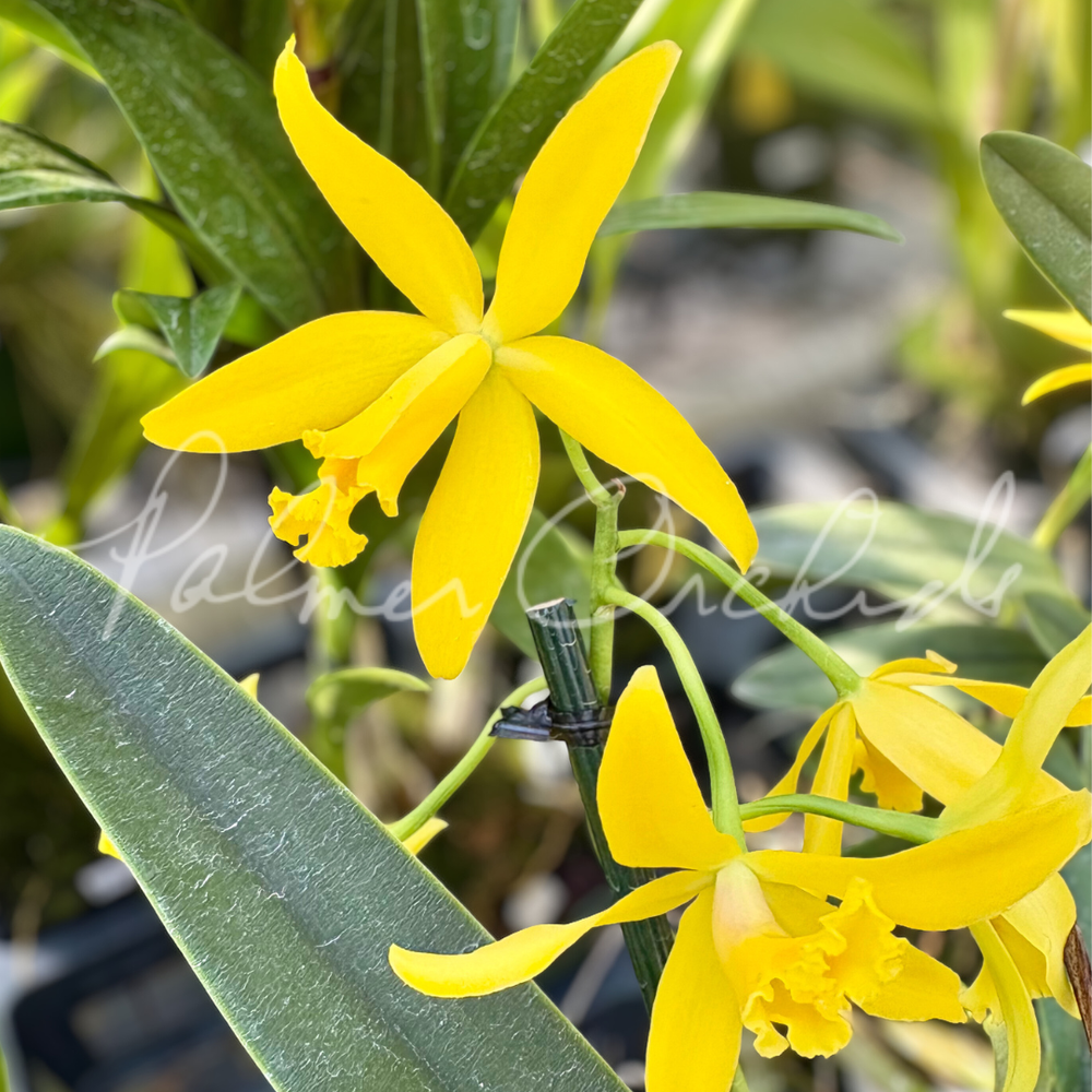Cattleya Pixie Gold — Palmer Orchids